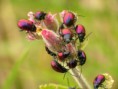 /album/coleoptera/chrysomela-cuprea-jpg/